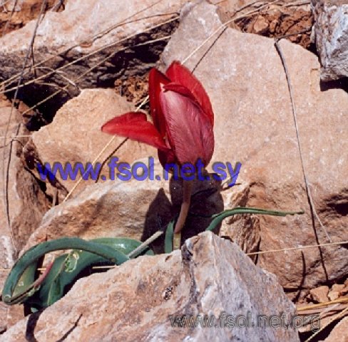 Tulipa praecox Ten. 1811